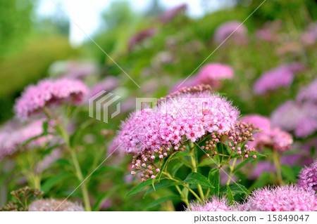 Spirea flower 15849047