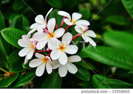 Holidays in Hawaii Holidays in Hawaii 15850605
