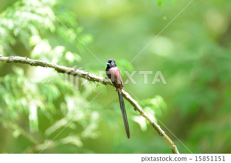 長尾小鸚鵡 15851151