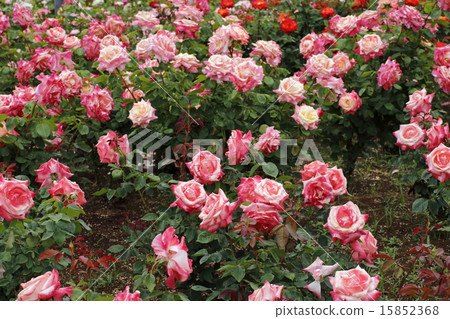 Roses 15852368