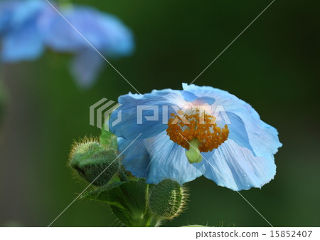 藍罌粟 15852407