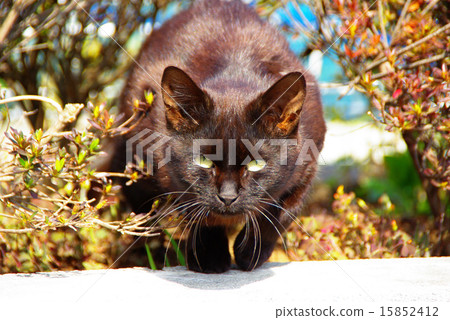 瞄準黑貓 15852412