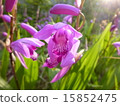 Silane 15852475
