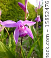 Purple 15852476