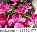 At's cherry tree 15852477