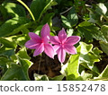 Atszakura 15852478