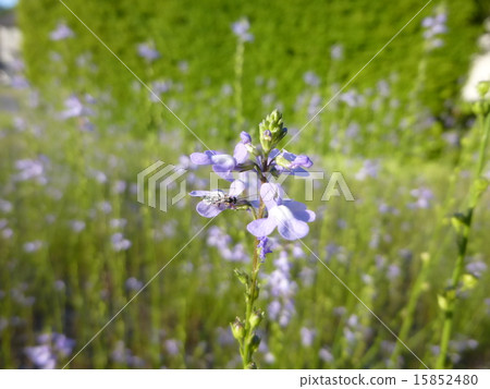 Matsubaun Run 15852480