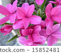 Atszakura 15852481