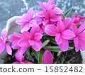 Atszakura 15852482