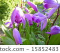 Purple 15852483