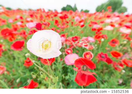 Poppy Poppy 15852536