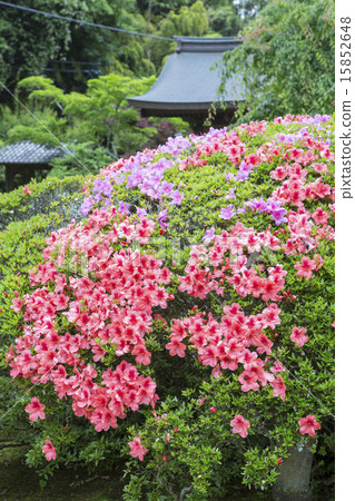 Kuranji寺的小月 Kuranji寺的小月 15852648