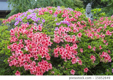 Kuranji寺的小月 Kuranji寺的小月 15852649