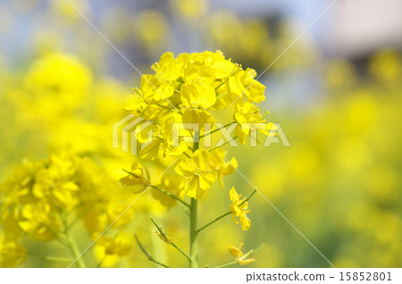 Rape blossoms Rape blossoms 15852801