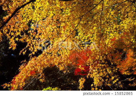 Autumn leaves 15852865
