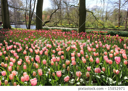 Tulip in full bloom Keukenhof Park Netherlands 15852971