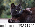 Amazing black cat 15854349