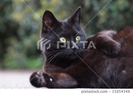 Amazing black cat Amazing black cat 15854349