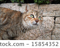 Stray cats looking up 15854352