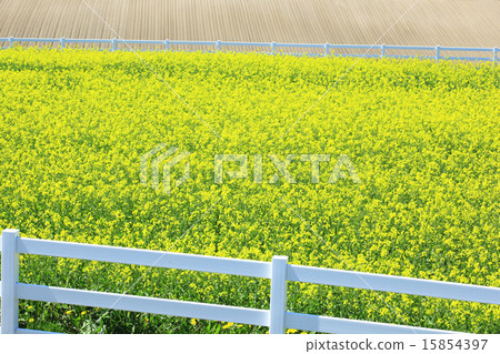 北海道花田町新邑町山 北海道花田町新邑町山 15854397