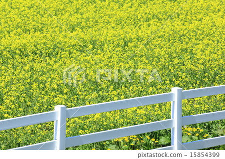 Hill of the Shin-ei Biei-cho, Hokkaido Flower field 15854399