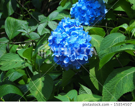 藍色繡球花第2部分 15854507