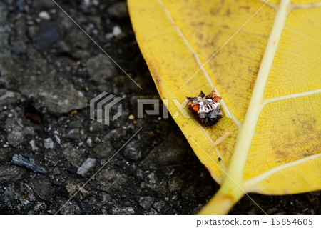 Seasa spider Seasa spider 15854605