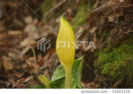 黃色Misbasa 15855129