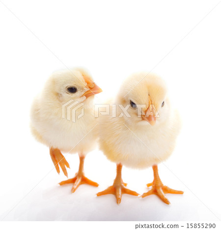 two chicks 15855290