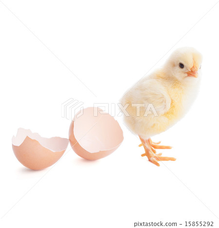 beautiful little chick and eggshell 15855292