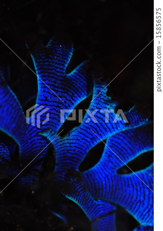 Blue seaweed 15856575