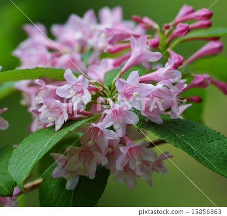 Sagittarius Sagittarius 15856863