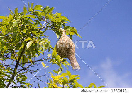 Baya weaver bird nest branch on tree Baya weaver bird nest branch on tree 15856994