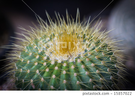 Close up small cactus Close up small cactus 15857022