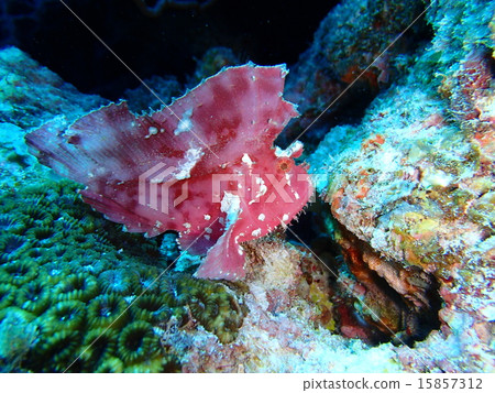 Hadaka Haokoze 15857312