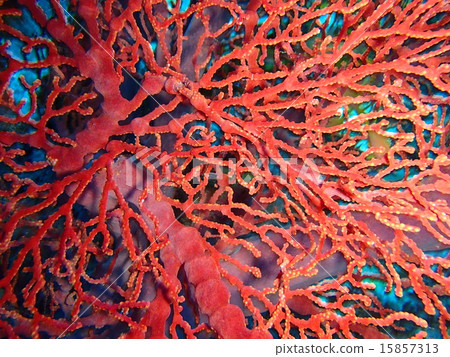 磯花 磯花 15857313