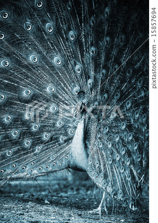Close up monochrome vertical photo of wild Peacock Close up monochrome vertical photo of wild Peacock 15857694