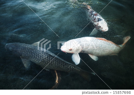 Group of big carps floats in blue water Group of big carps floats in blue water 15857698