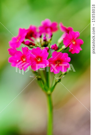 粳稻報春 15858018