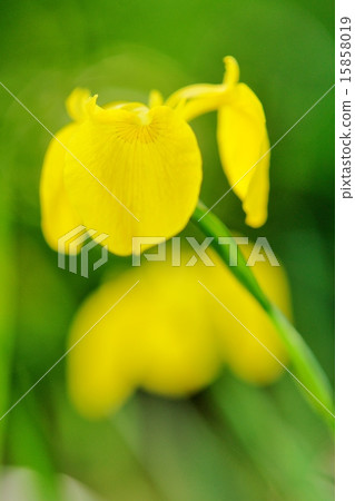 黃色鳶尾花 15858019