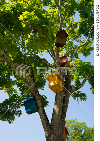 bird's Nest bird's Nest 15858452