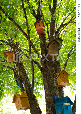 鳥巢 鳥巢 15858453