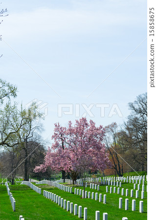 Pink flowers at Arlington Cemetery 15858675