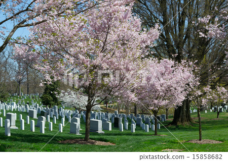 Pink cherry tree at the Arlington Cemetery 15858682