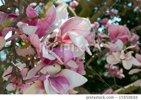 Pink tulip tree flower 15858688
