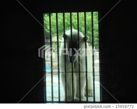 White bear in front of the cage White bear in front of the cage 15858772