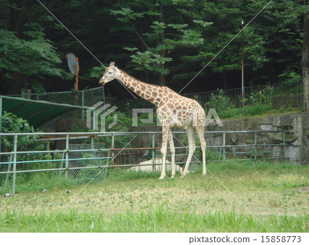 Giraffe Giraffe 15858773