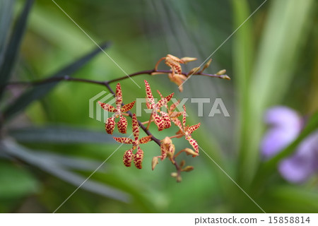 Yo Ran Renansera·Monakika 15858814