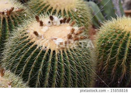 仙人掌 15858816