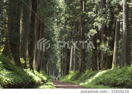 Tochigi prefecture fresh green sunlight cedar tree Tochigi prefecture fresh green sunlight cedar tree 15859219
